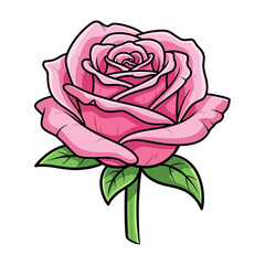 Vibrant pink rose with lush green leaves on white background