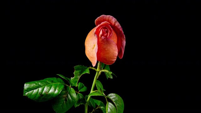 Timelapse of Orange Cream Rose Wilting Big Flower on Black Background. Life in Motion Concept