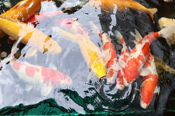 Colorful fish live in the water, with some species raising their mouths above the water.

