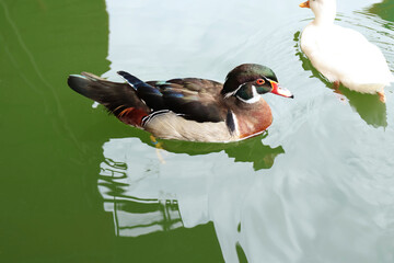 Two ducks floated in the clear pond, their yellow legs clearly visible. It was afternoon.