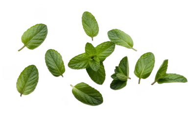 Fresh mint leaves green herb isolated on a transparent background