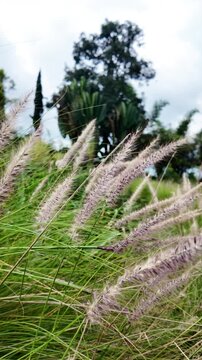 Close-up of purple and green grass flowers swaying in the wind against a blurred background of trees and cloudy sky.
