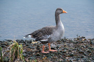 Obraz premium A Graylag Goose foraging for food on the lake shore.