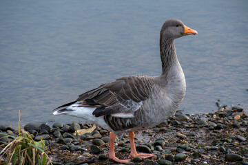 A Graylag Goose foraging for food on the lake shore.