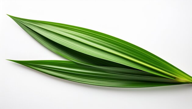 long green pandan leaf isolated white background