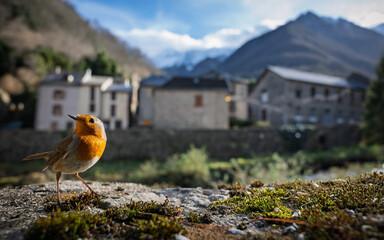European robin on a green moss in front of a mountain village in the background. French Pyrenees