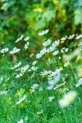 緑の背景に咲く白いコスモスの花畑と柔らかなボケ