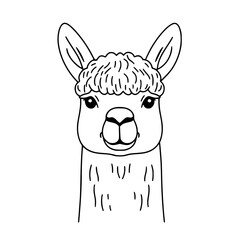 Obraz premium Woolly Alpaca's Sheared Serenity | Clean, isolated vector art for creative projects.