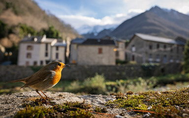 European robin on a green moss in front of a mountain village in the background. French Pyrenees