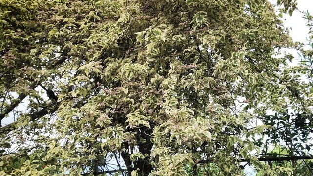 Close-up view of a tree with light green leaves against a bright sky with a shallow depth of field.