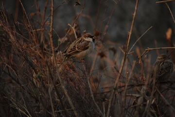 Close-up profile of a house sparrow perching on a thin dry branch