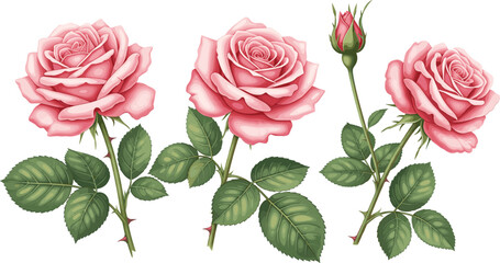 Elegant collection of three pink rose stems with blooming petals and green leaves isolated on white background romantic floral vector illustration design