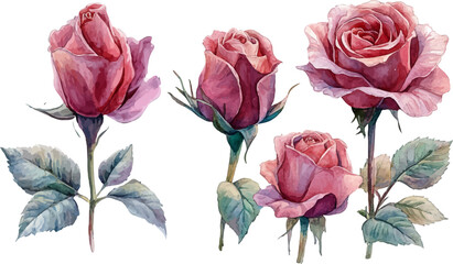 Fototapeta premium set of watercolor roses