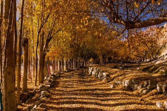 View of a path covered in autumn leaves, bordered by trees with golden foliage, casting long shadows in scenic Khaplu, Gilgit Baltistan, Pakistan.