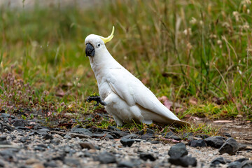 Fototapeta premium Photograph of an Australian Sulphur Crested Cockatoo walking on the ground looking for food in the Blue Mountains in Australia.