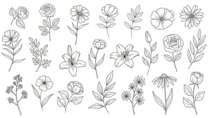 Hand-Drawn Botanical Elements: Delicate Floral Illustrations for Design Projects