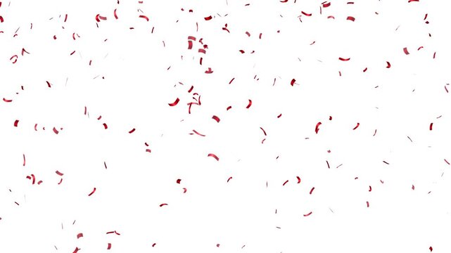 Realistic red confetti shower on isolated white background. confetti falling animation, festive red paper confetti rain for celebration overlay 4k video.