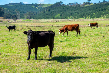 Cattle Pasture in Northland Region - New Zealand