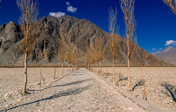 View of a path flanked by bare trees stretches toward a majestic mountain under a clear blue sky, contrasting earthy tones, Khaplu, Gilgit Baltistan, Pakistan.