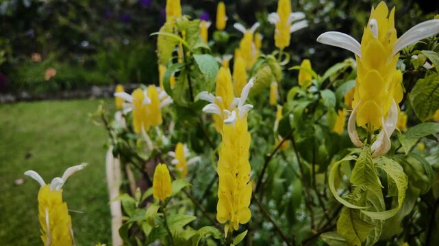 Close-up of vibrant yellow and white flowers in a lush garden with green leaves and stems against a blurred grassy background.