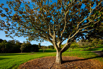 Southern Magnolia Tree in the Park