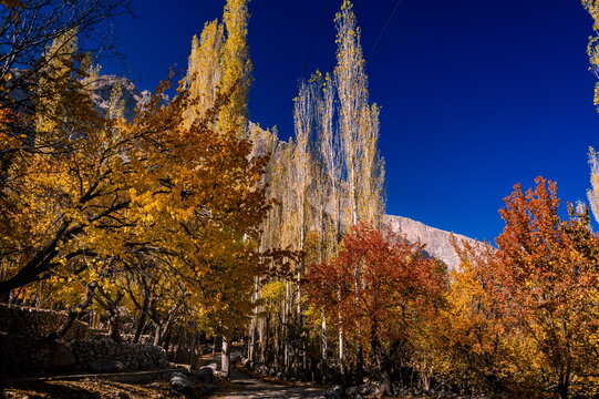 View of a path winding through trees ablaze with autumn colors, set against a striking blue sky and the backdrop of rugged mountains, Khaplu, Gilgit Baltistan, Pakistan.