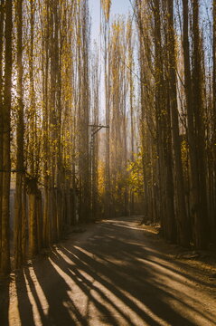 View of a path lined with towering, leafless trees casting long shadows, creating a serene and dramatic scene, Khaplu, Gilgit Baltistan, Pakistan.