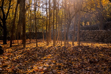View of golden sunlight filters through a forest of slender trees onto a carpet of fallen leaves near a rustic stone wall, Khaplu, Gilgit Baltistan, Pakistan.
