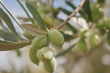 Cluster of green olives on branch in Mediterranean sunlight