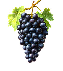 Glossy black grapes hanging in a bunch png transparent background