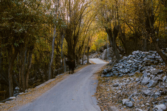 View of a winding road slicing through an avenue of trees, their leaves ablaze in autumnal golds, with rocks flanking the roadside, Ghawari, Gilgit Baltistan, Pakistan.