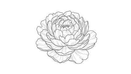 Hand Drawn Sketch of a Peony Flower, Black and White Botanical Illustration