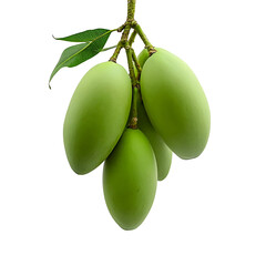 A bunch of green mangoes hanging freely on a white background. 