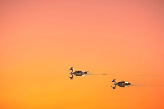 Indian Spot-billed Duck Swimming in a Serene Bangalore Lake at Golden Hour