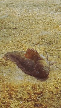 Deceased Rusty blenny or Black Sea blenny (Parablennius sanguinolentus) lies in zone of high eutrophication on seabed covered rusty-brown colony of benthic micro algae with many tiny gas bubbles