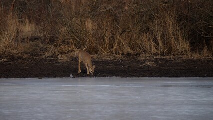 A roe deer drinks water near a frozen forest pond in winter.