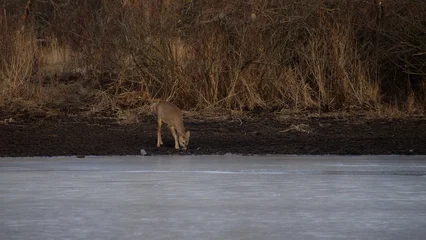 Fototapeten Rehe A roe deer drinks water near a frozen forest pond in winter.  © Lukeriya