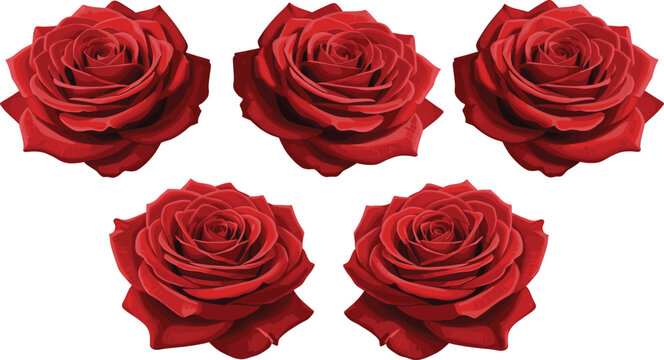 Elegant collection of five blooming red rose flower heads with detailed petals isolated on white background romantic floral vector illustration for design.