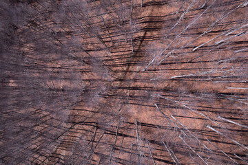 Winding dirt road through an autumn forest, seen from above