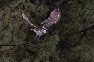 Colorado Osprey