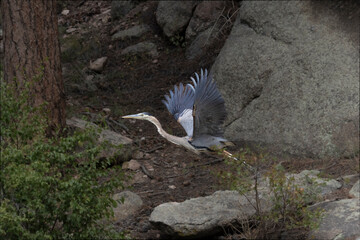 Great Blue Heron