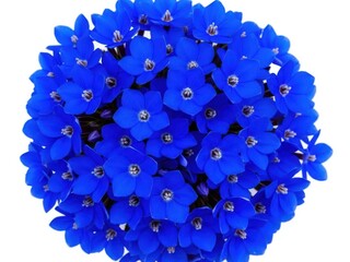 Vibrant blue flowers arranged in a bouquet isolated on white background with delicate petals and stamens