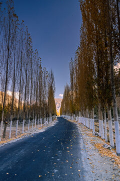 View of a long road cutting through rows of bare trees under a clear blue sky, leading towards distant mountains, Ghawari, Gilgit Baltistan, Pakistan.