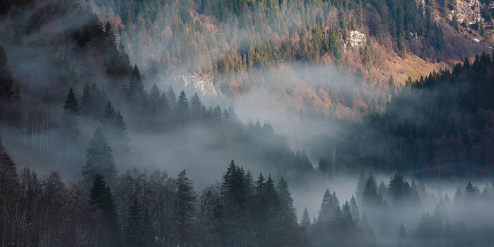 Misty forest landscape with layered trees and drifting fog