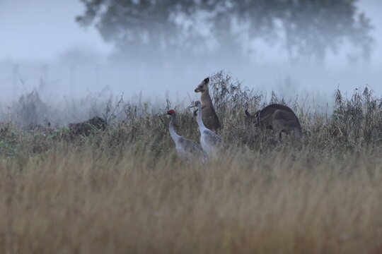  brolga (Antigone rubicunda) Queensland, Australia