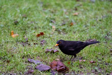 Obraz premium close up portrait of a Blackbird Turdus merula 