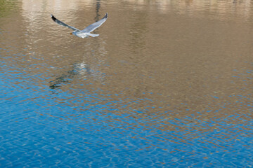 seagull flying low over shimmering blue water surface creating a distinct brown colored reflection