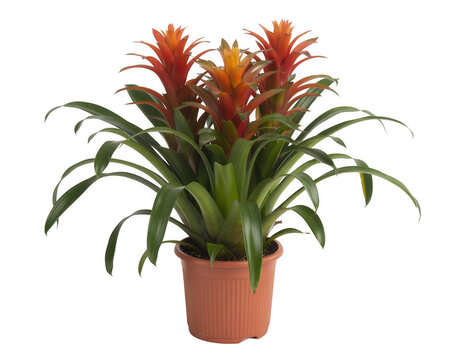 Potted bromeliad plant with green leaves and orange flowers potted plant isolated on a transparent background