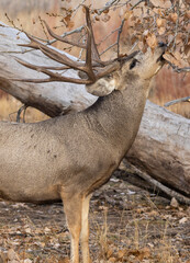 Buck Mule Deer in the Rut in Colorado in Autumn