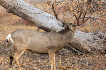 Buck Mule Deer in the Rut in Colorado in Autumn